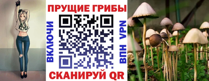 сколько стоит  Олонец  Галлюциногенные грибы Cubensis 
